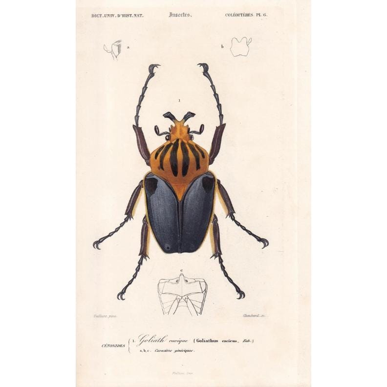 1861 GOLIATH BEETLE Print - Hand-Coloured Antique Print - Orbigny - Insect Wall Art - Gift Decor - 5.75 x 9.75 Inches