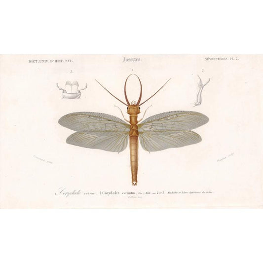1861 DOBSONFLY Print - Hand-Coloured Antique Print - Orbigny - Insect Wall Art - Gift Decor - 5.75 x 9.75 Inches