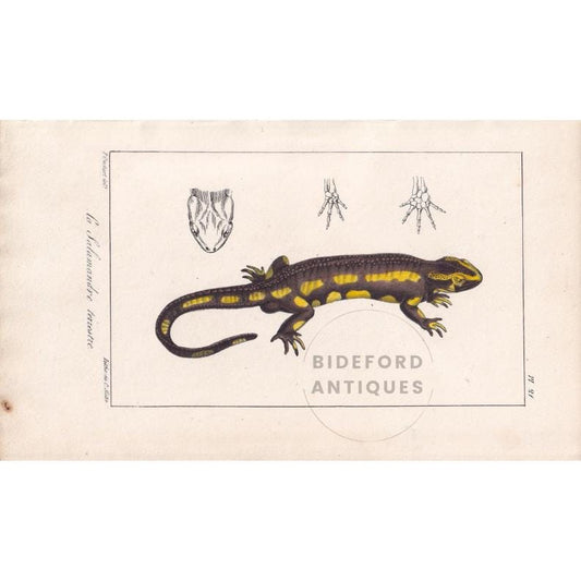 1834 FIRE SALAMANDER LIZARD Print - Hand-Coloured Antique Print - Lacepede - Lizard Wall Art - Animal Nature Gift Decor - 5.8 x 8.9 Inches