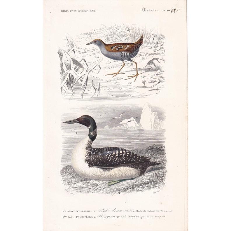 1861 NORTHERN DIVER & WADER Bird Print - Hand-Coloured Antique Print - Orbigny - Bird Wall Art - Animal Gift Decor - 5.75 x 9