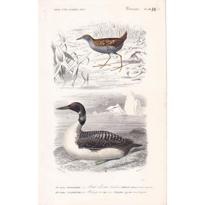 1861 NORTHERN DIVER & WADER Bird Print - Hand-Coloured Antique Print - Orbigny - Bird Wall Art - Animal Gift Decor - 5.75 x 9
