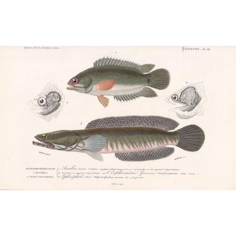 1861 CLIMBING PERCH & Snakehead Murrel Fish Print - Hand-Coloured Antique Print - Orbigny - Fishing Art - Gift Decor - 9.75 x 5.75 Inches