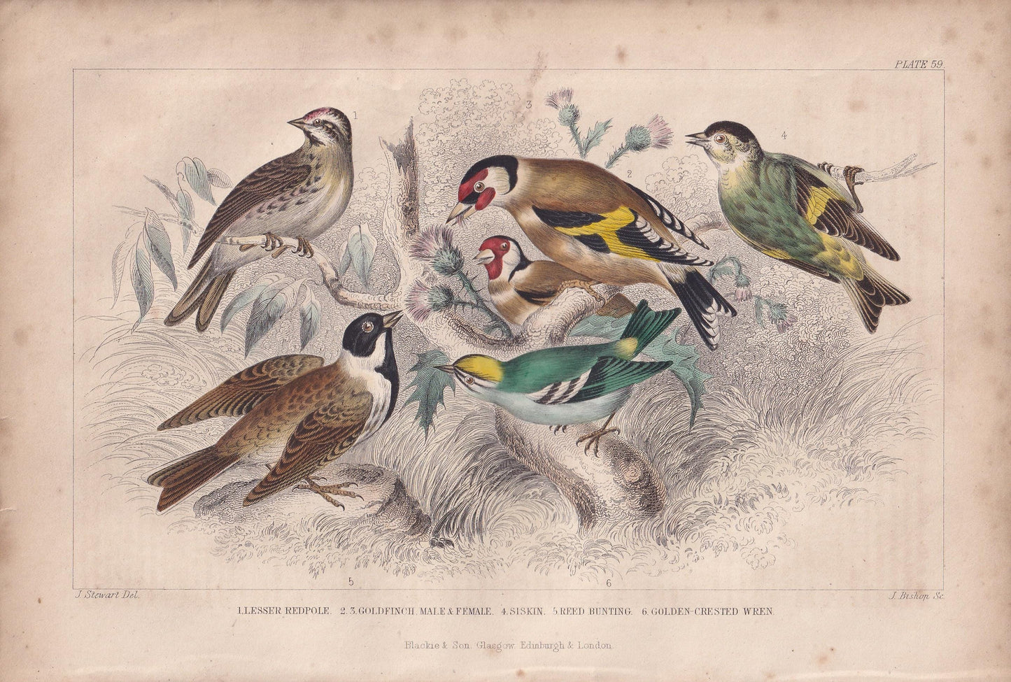 1859 REDPOLL, GOLDFINCH, WREN, Bunting & Siskin Print - Hand-Coloured - Bird Wall Art - Antique Bird Print - Bird Decor - 9.5