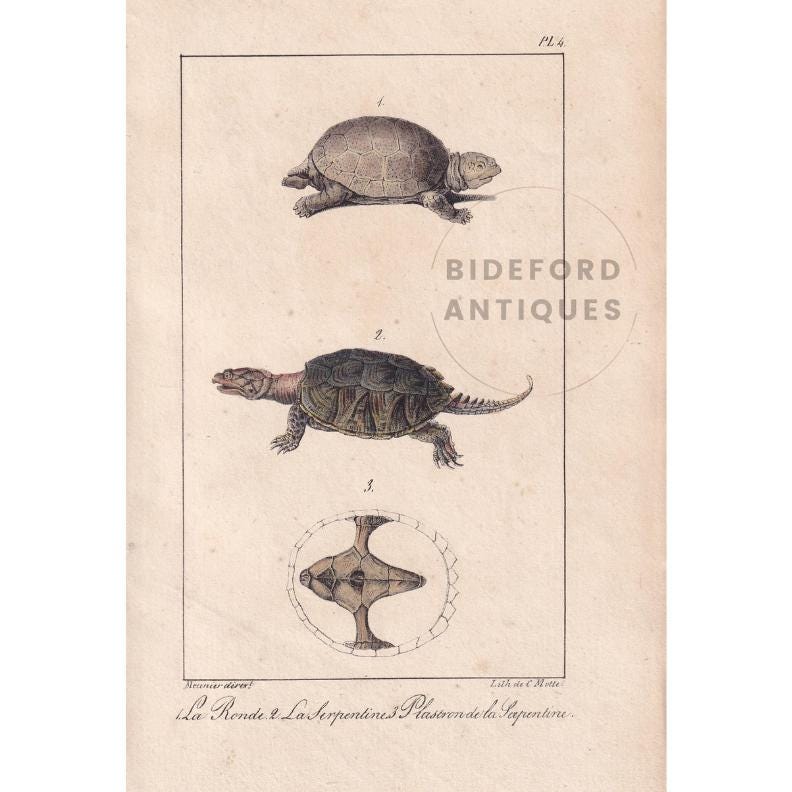 1834 TORTOISE & SNAPPING TURTLE Print - Hand-Coloured Antique Print - Lacepede - Tortoise Wall Art - Animal Nature Gift - 5.8 x 8.9 Inches