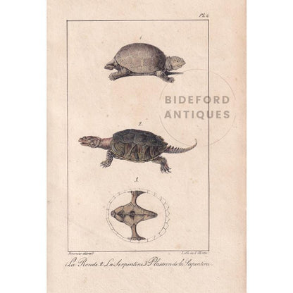 1834 TORTOISE & SNAPPING TURTLE Print - Hand-Coloured Antique Print - Lacepede - Tortoise Wall Art - Animal Nature Gift - 5.8 x 8.9 Inches