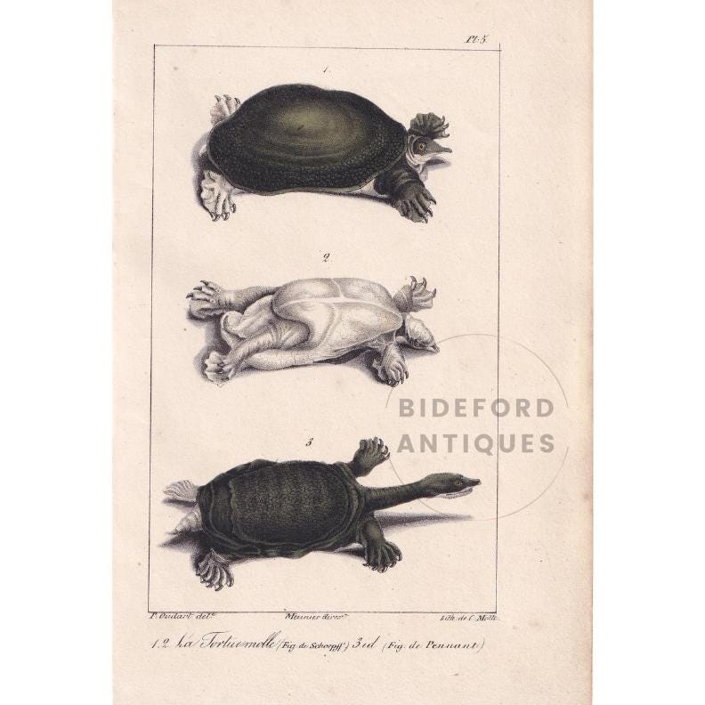 1834 SPINY SOFTSHELL TURTLE Print - Hand-Coloured Antique Print - Lacepede - Tortoise Wall Art - Animal Nature Gift - 5.8 x 8.9 Inches