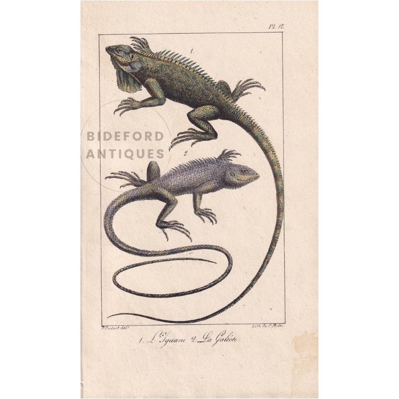 1834 IGUANA & GALEOTE LIZARD Print - Hand-Coloured Antique Print - Lacepede - Lizard Wall Art - Animal Nature Gift Decor - 5.8 x 8.9 Inches