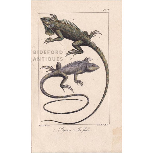1834 IGUANA & GALEOTE LIZARD Print - Hand-Coloured Antique Print - Lacepede - Lizard Wall Art - Animal Nature Gift Decor - 5.8 x 8.9 Inches