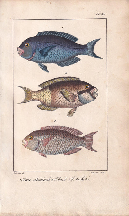 1834 PARROTFISH Fish Print - Hand-Coloured Antique Print - Lacepede - Fish Wall Art - Animal Gift Decor - 5.8 x 8.9 Inches