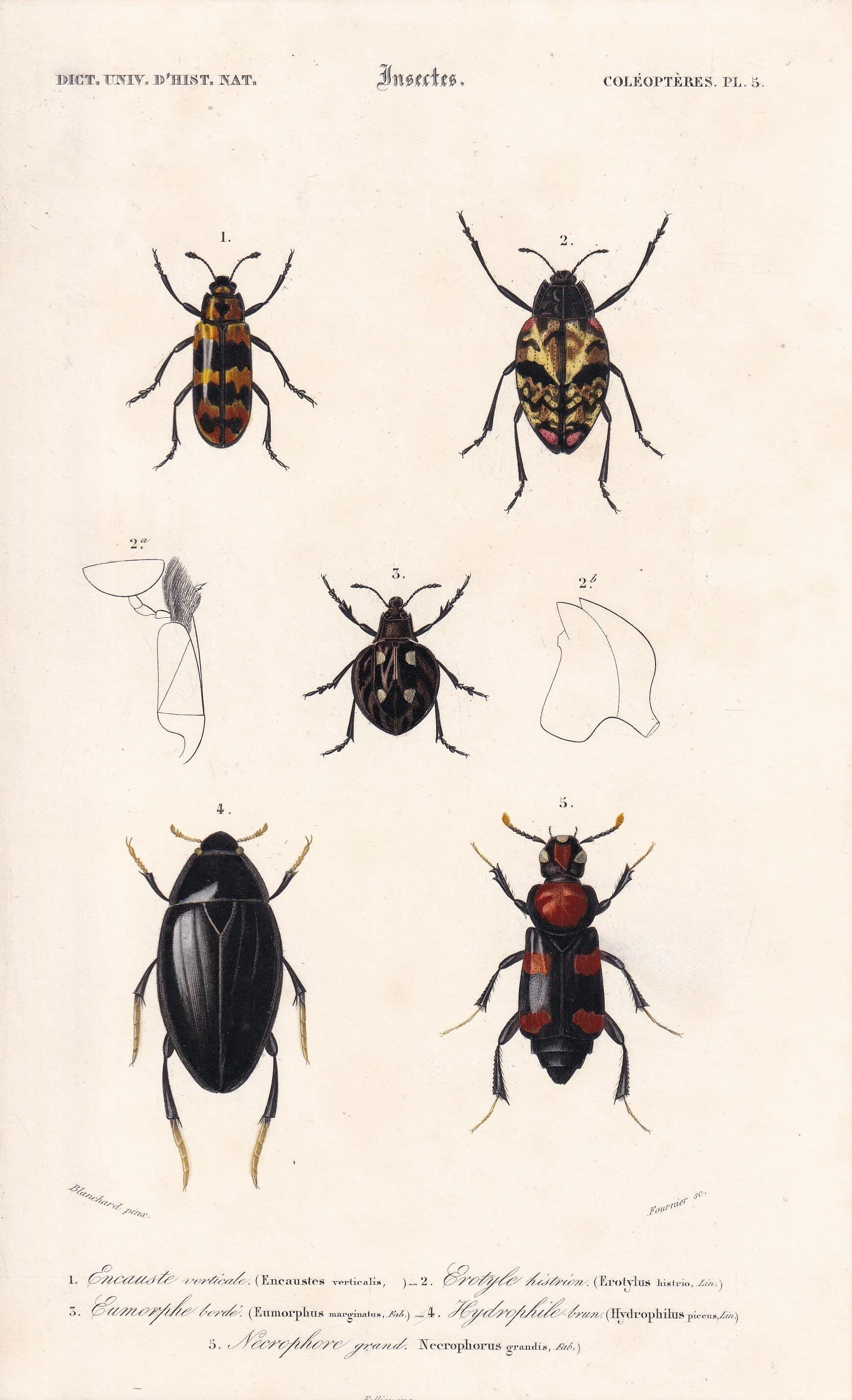 1861 WATER BEETLES Print - Hand-Coloured Antique Print - Orbigny - Insect Wall Art - Gift Decor - 5.75 x 9.75 Inches