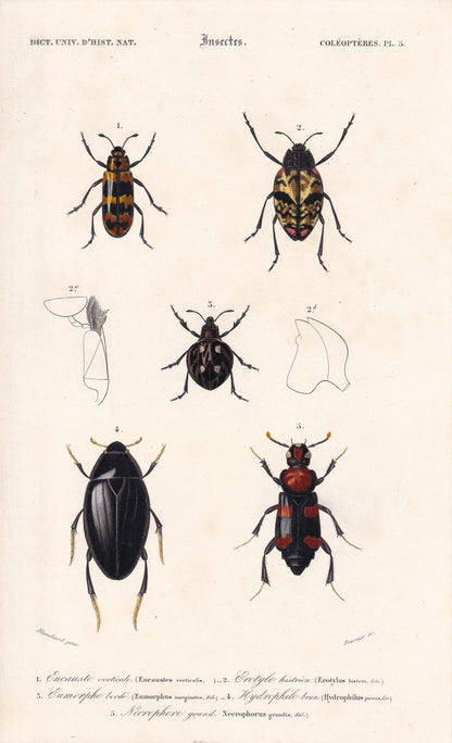 1861 WATER BEETLES Print - Hand-Coloured Antique Print - Orbigny - Insect Wall Art - Gift Decor - 5.75 x 9.75 Inches
