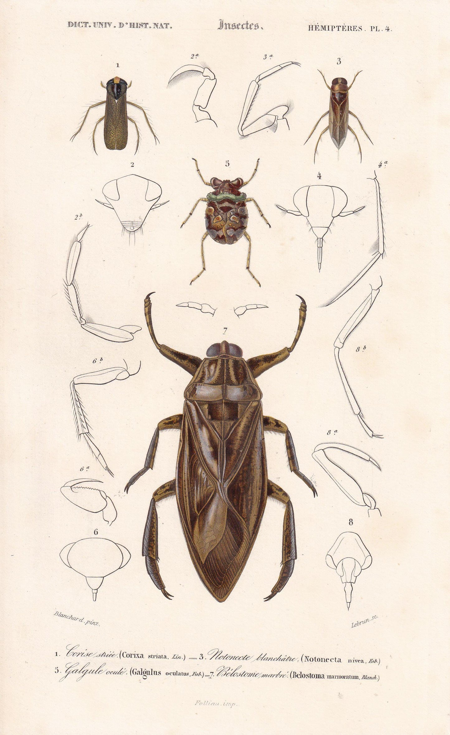 1861 GIANT WATER BUG, Toad Bug Print - Hand-Coloured Antique Print - Orbigny - Insect Wall Art - Gift Decor - 5.75 x 9.75 Inc