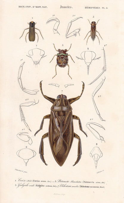 1861 GIANT WATER BUG, Toad Bug Print - Hand-Coloured Antique Print - Orbigny - Insect Wall Art - Gift Decor - 5.75 x 9.75 Inc