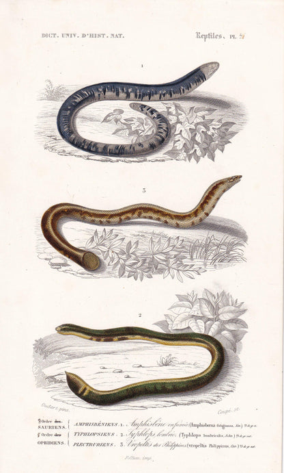 1861 Spotted Worm & Blind Snake - Hand-Coloured Antique Print - Orbigny - Snake Wall Art - Gift Decor - 5.75 x 9.75 Inches