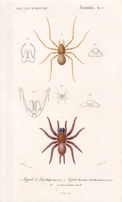 1861 TUNNELWEB & SPITTING SPIDER Print - Hand-Coloured Antique Print - Orbigny - Insect Wall Art - Gift Decor - 5.75 x 9.75 I