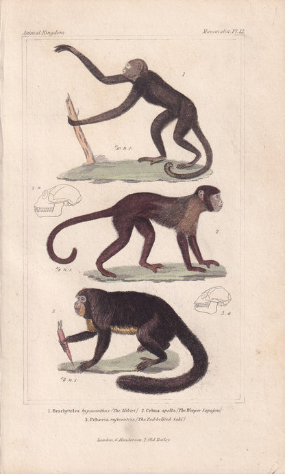 1834 CAPUCHIN & SAKI MONKEY Print - Hand-Coloured Antique Print - Cuvier - Animal Wall Art - Monkey Gift Decor - 5.3 x 8.2 Inches