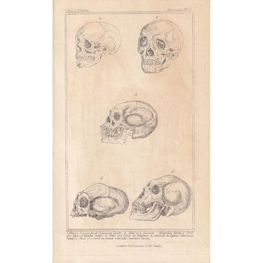 1834 HUMAN SKULLS Print - Hand-Coloured Antique - Cuvier - Anatomy Medicine Wall Art - Orthopaedic Gift Decor - Halloween - 5.3 x 8.2 Inches