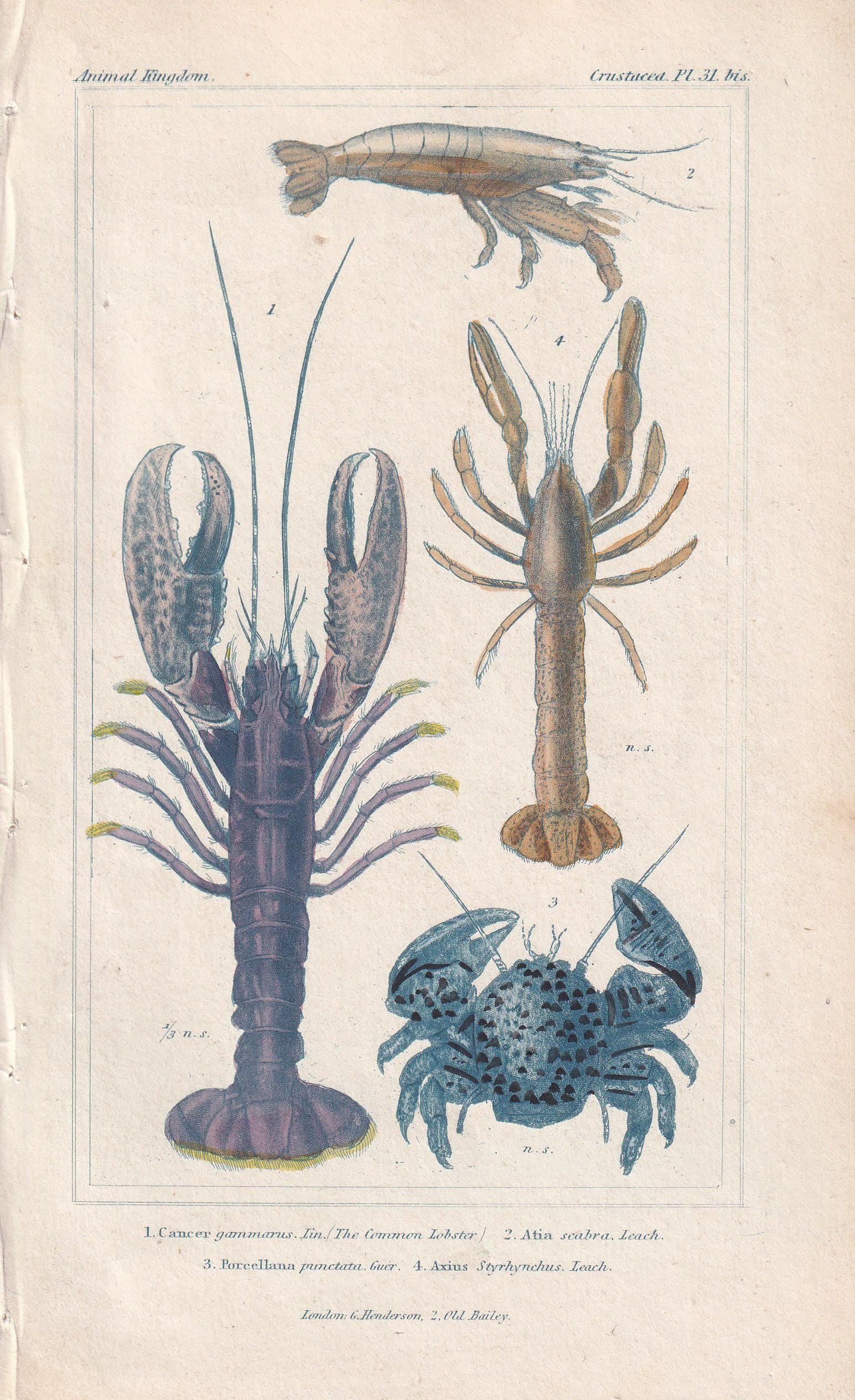 1834 LOBSTER Print - Hand-Coloured Antique Copper Engraving - Cuvier - Animal Wall Art - Sea Life Gift Decor - Ocean - 5.3 x 8.2 Inches