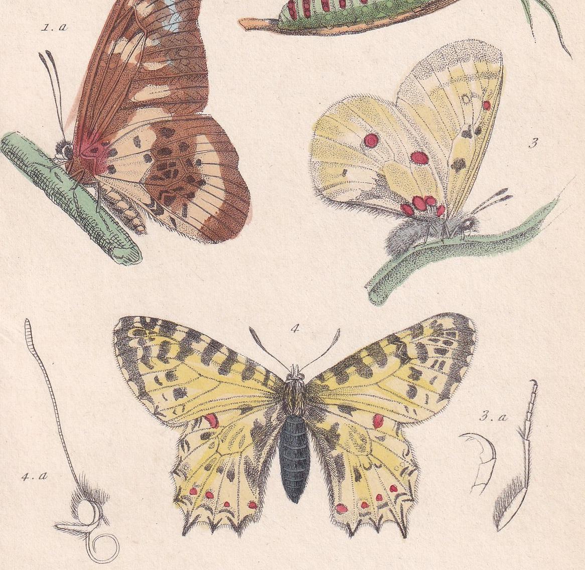 1834 BUTTERFLIES Print - Hand-Coloured Antique - Cuvier - Insect Wall Art - Gift Decor - 5.3 x 8.2 Inches