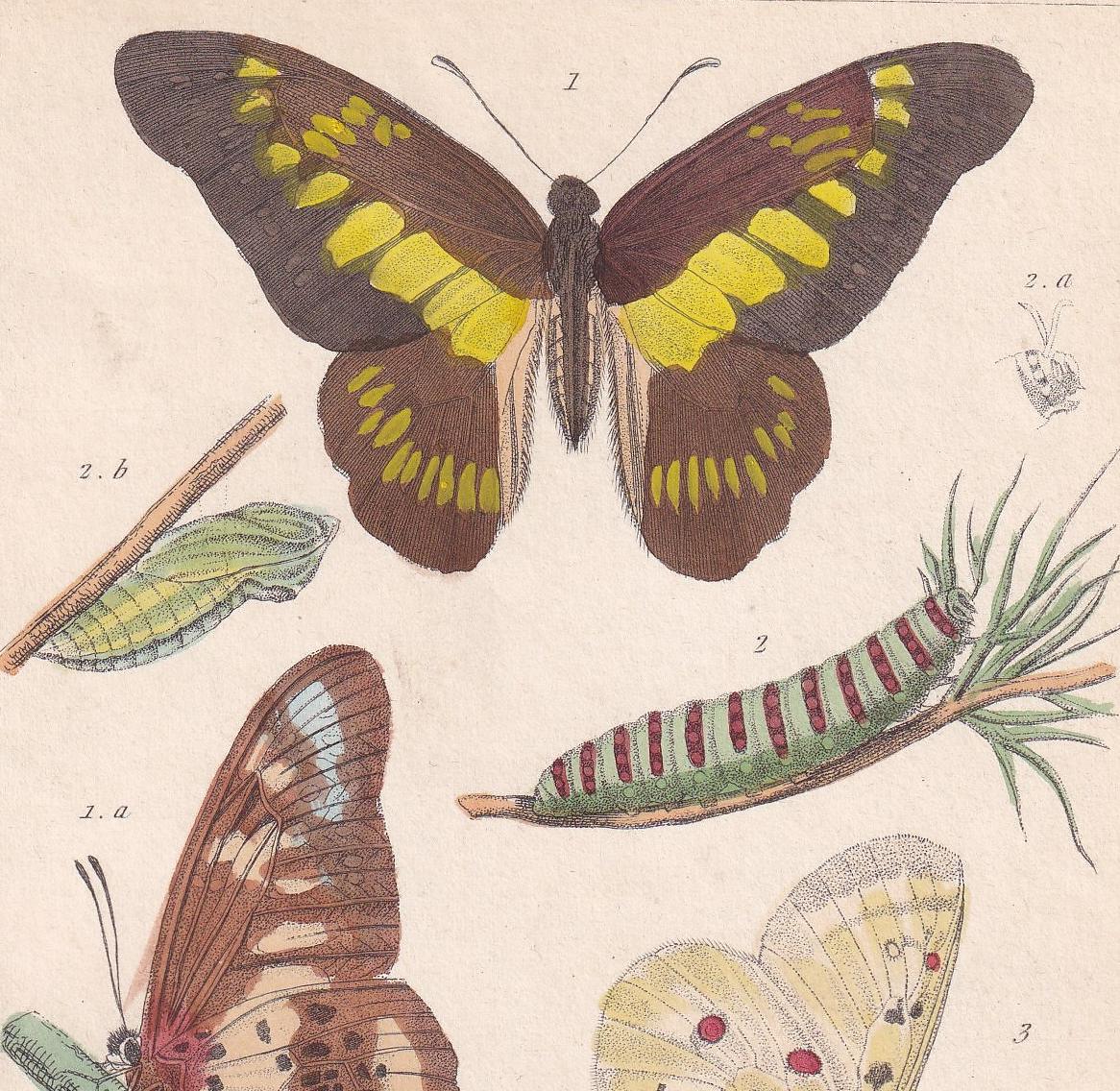 1834 BUTTERFLIES Print - Hand-Coloured Antique - Cuvier - Insect Wall Art - Gift Decor - 5.3 x 8.2 Inches