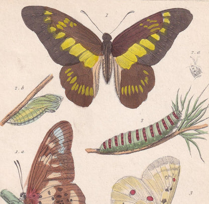1834 BUTTERFLIES Print - Hand-Coloured Antique - Cuvier - Insect Wall Art - Gift Decor - 5.3 x 8.2 Inches