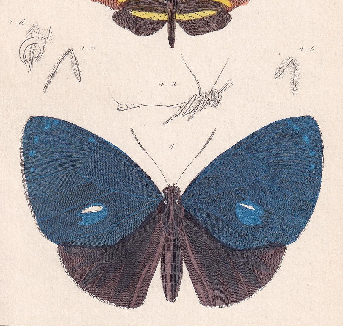 1834 BUTTERFLIES Print - Hand-Coloured Antique - Cuvier - Insect Wall Art - Gift Decor - 5.3 x 8.2 Inches