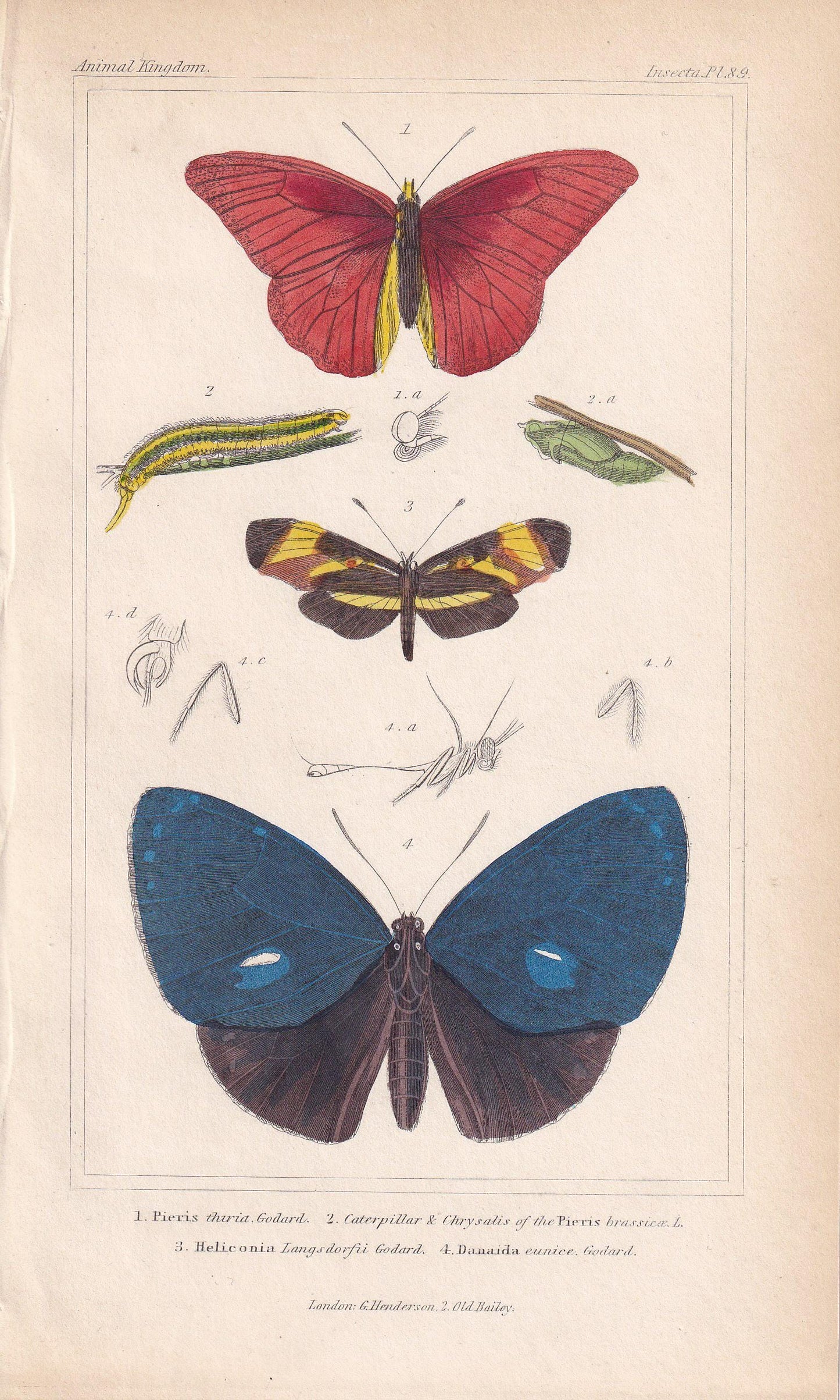 1834 BUTTERFLIES Print - Hand-Coloured Antique - Cuvier - Insect Wall Art - Gift Decor - 5.3 x 8.2 Inches