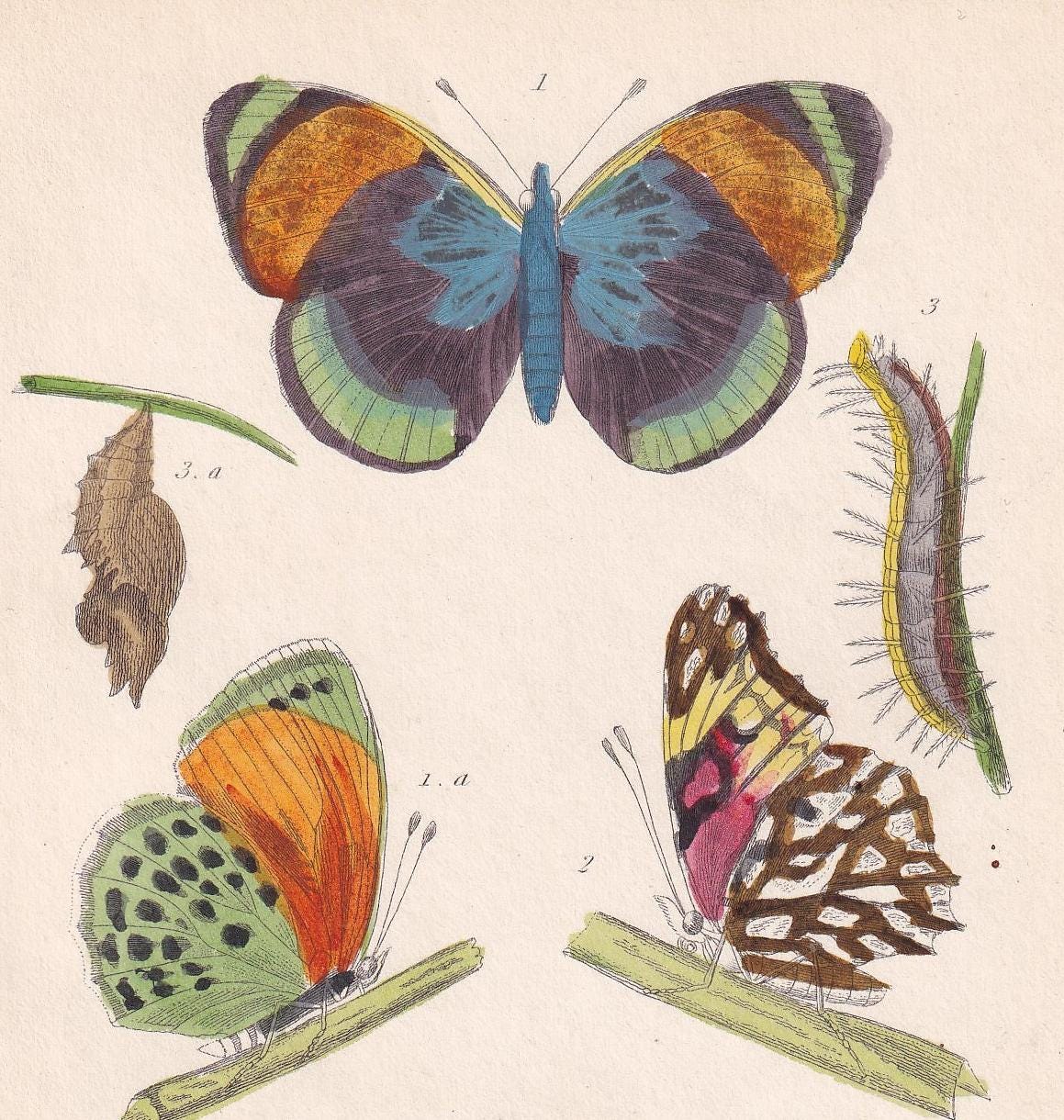 1834 BUTTERFLIES Print - Hand-Coloured Antique - Cuvier - Insect Wall Art - Gift Decor - 5.3 x 8.2 Inches