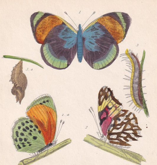 1834 BUTTERFLIES Print - Hand-Coloured Antique - Cuvier - Insect Wall Art - Gift Decor - 5.3 x 8.2 Inches