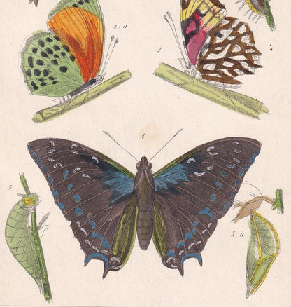 1834 BUTTERFLIES Print - Hand-Coloured Antique - Cuvier - Insect Wall Art - Gift Decor - 5.3 x 8.2 Inches
