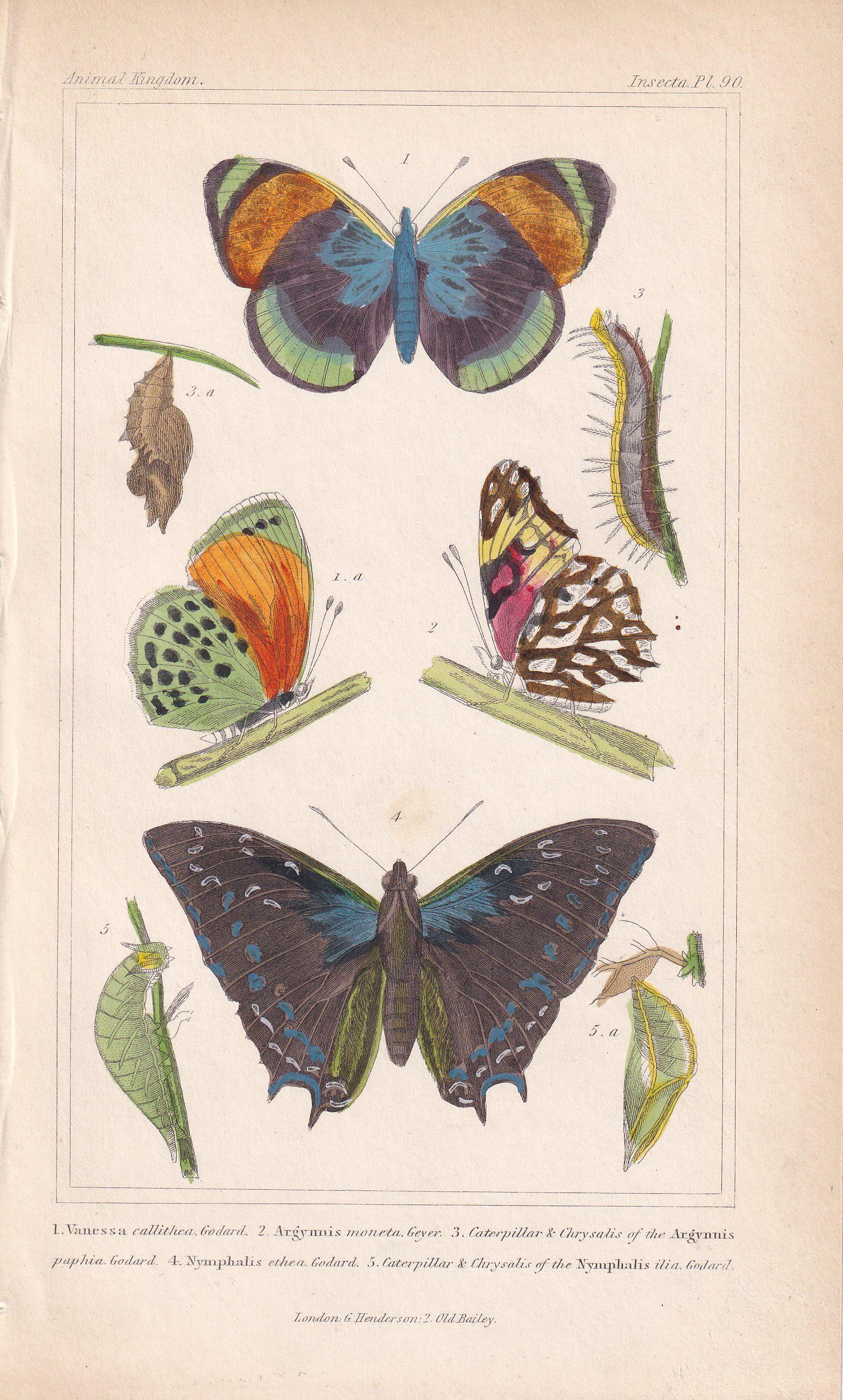 1834 BUTTERFLIES Print - Hand-Coloured Antique - Cuvier - Insect Wall Art - Gift Decor - 5.3 x 8.2 Inches