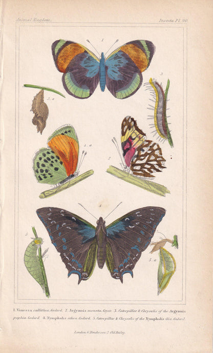 1834 BUTTERFLIES Print - Hand-Coloured Antique - Cuvier - Insect Wall Art - Gift Decor - 5.3 x 8.2 Inches