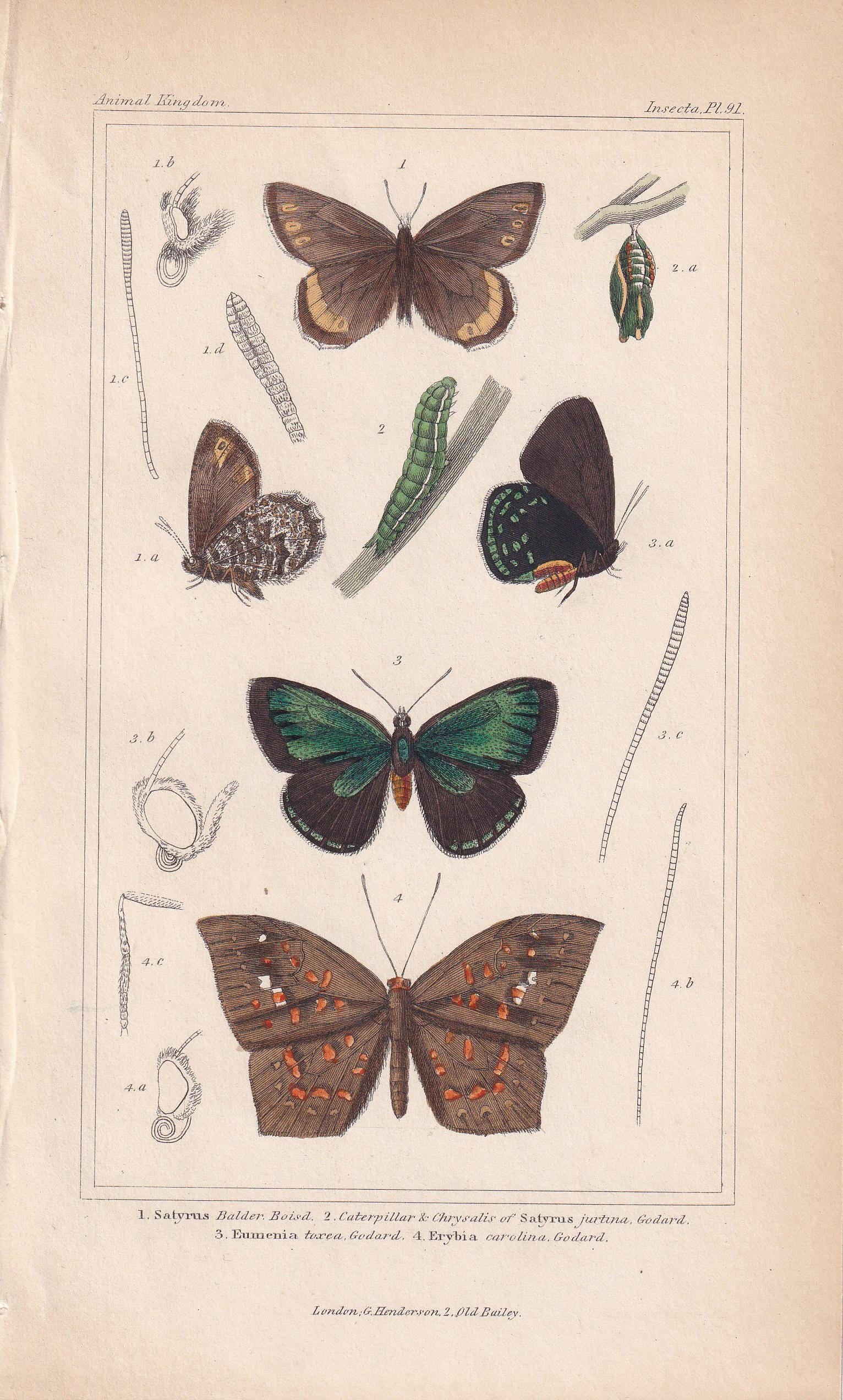 1834 BUTTERFLIES Print - Hand-Coloured Antique - Cuvier - Insect Wall Art - Gift Decor - 5.3 x 8.2 Inches