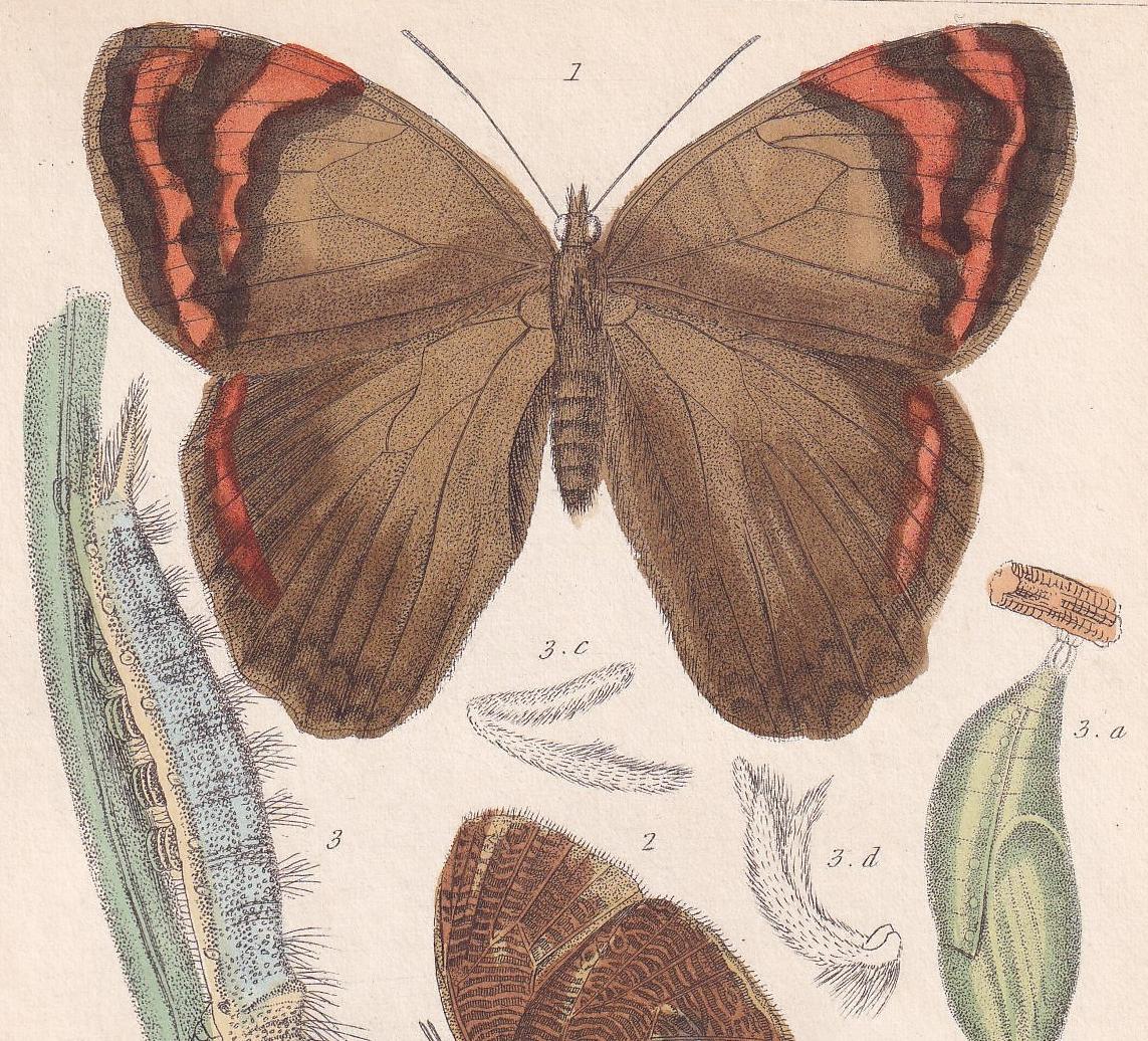 1834 BUTTERFLIES Print - Hand-Coloured Antique - Cuvier - Insect Wall Art - Gift Decor - 5.3 x 8.2 Inches