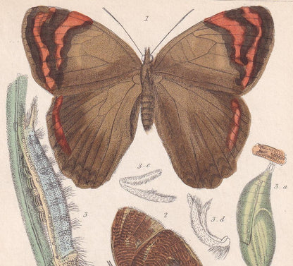 1834 BUTTERFLIES Print - Hand-Coloured Antique - Cuvier - Insect Wall Art - Gift Decor - 5.3 x 8.2 Inches