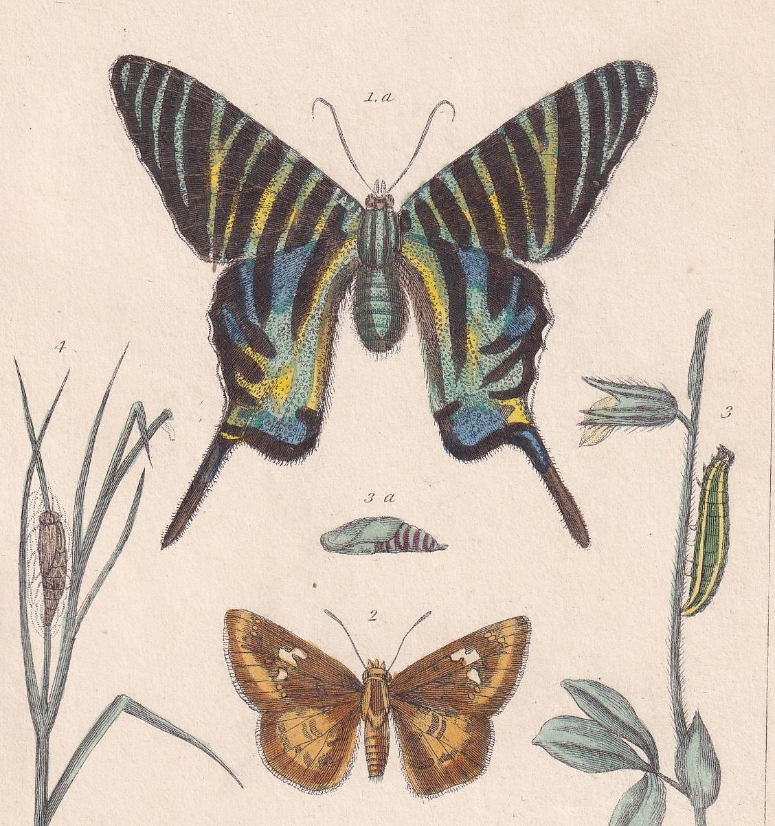 1834 BUTTERFLIES Print - Hand-Coloured Antique - Cuvier - Insect Moth Wall Art - Gift Decor - 5.3 x 8.2 Inches