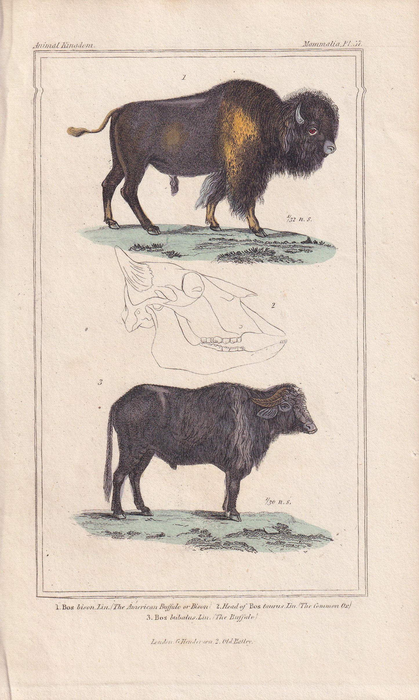 1834 BUFFALO & BISON Print - Hand-Coloured Antique - Cuvier - Animal Wall Art - Gift Decor - 5.3 x 8.2 Inches