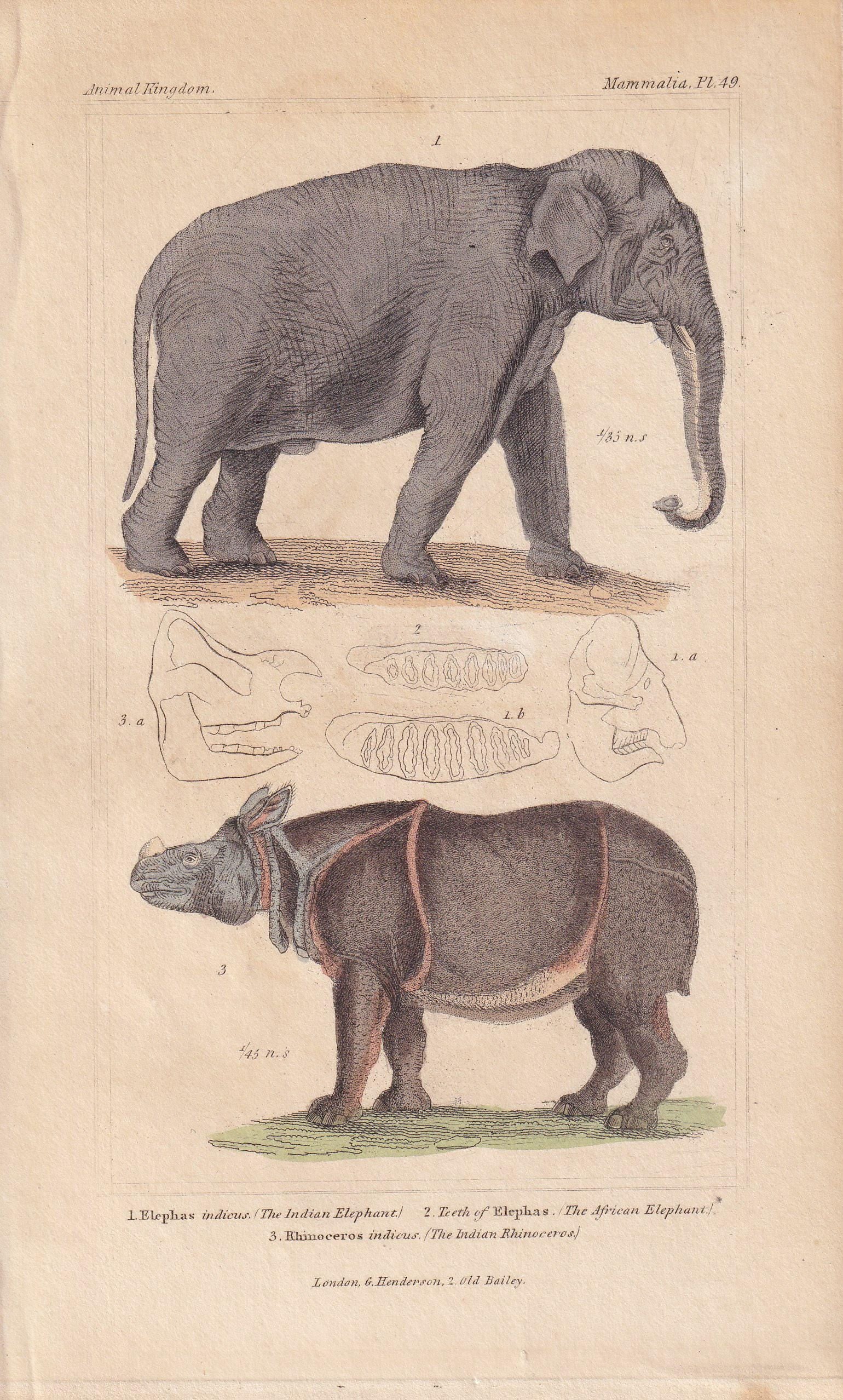1834 ELEPHANT & INDIAN RHINO Print - Hand-Coloured Antique Print - Cuvier - Animal Wall Art - Animal Gift Decor - 5.3 x 8.2 I