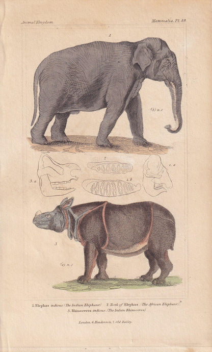 1834 ELEPHANT & INDIAN RHINO Print - Hand-Coloured Antique Print - Cuvier - Animal Wall Art - Animal Gift Decor - 5.3 x 8.2 I