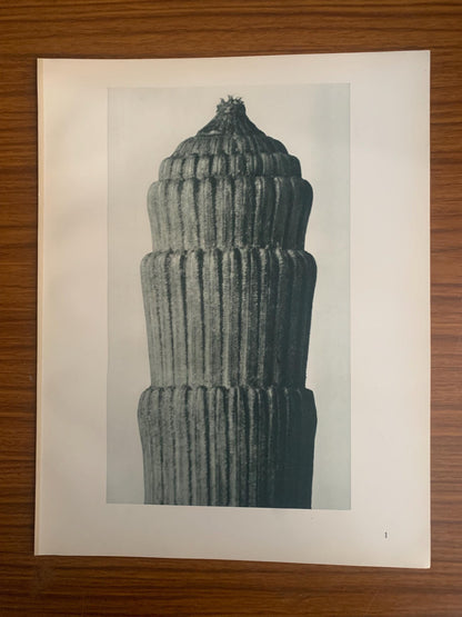 1929 Karl Blossfeldt Print - ROUGH HORSETAIL - Abstract Photogravure - Plant Tree - Botanical Wall Art - 9.5 x 12 Inch