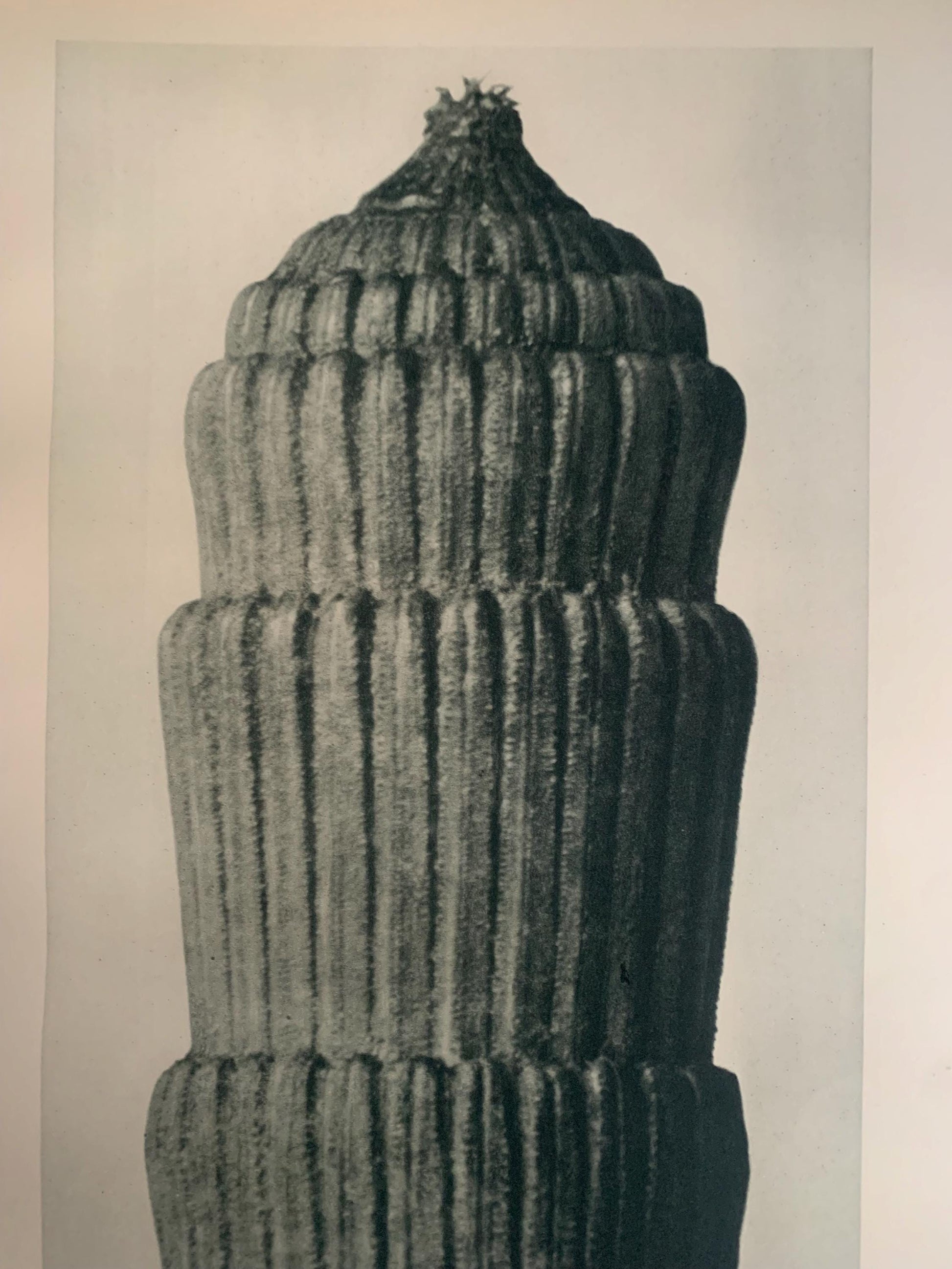1929 Karl Blossfeldt Print - ROUGH HORSETAIL - Abstract Photogravure - Plant Tree - Botanical Wall Art - 9.5 x 12 Inch