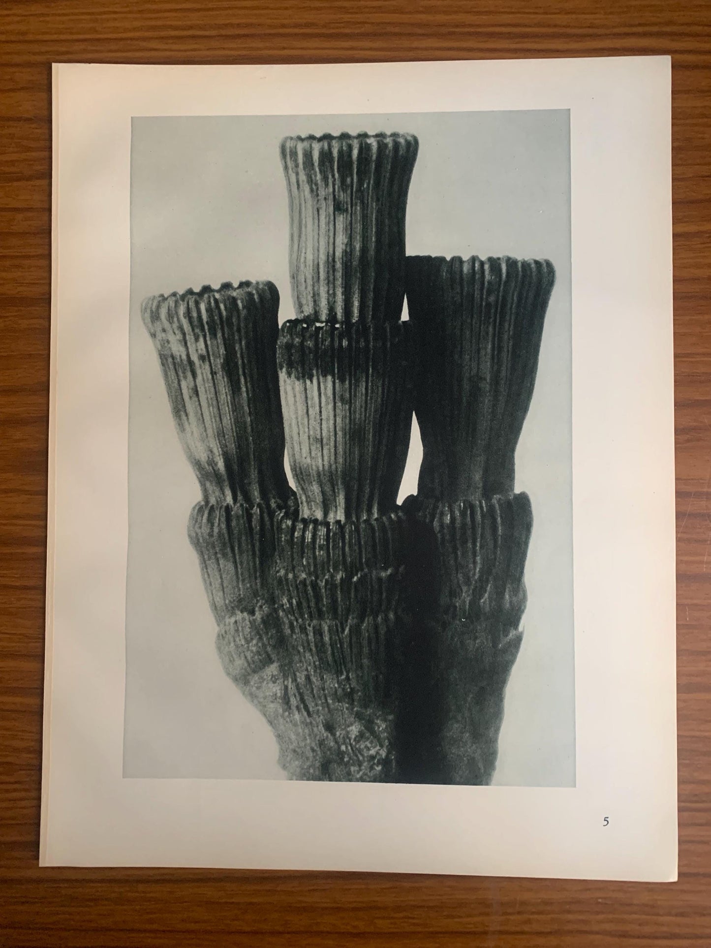 1929 Karl Blossfeldt Print - ROUGH HORSETAIL - Abstract Photogravure - Plant Tree - Botanical Wall Art - 9.5 x 12 Inch