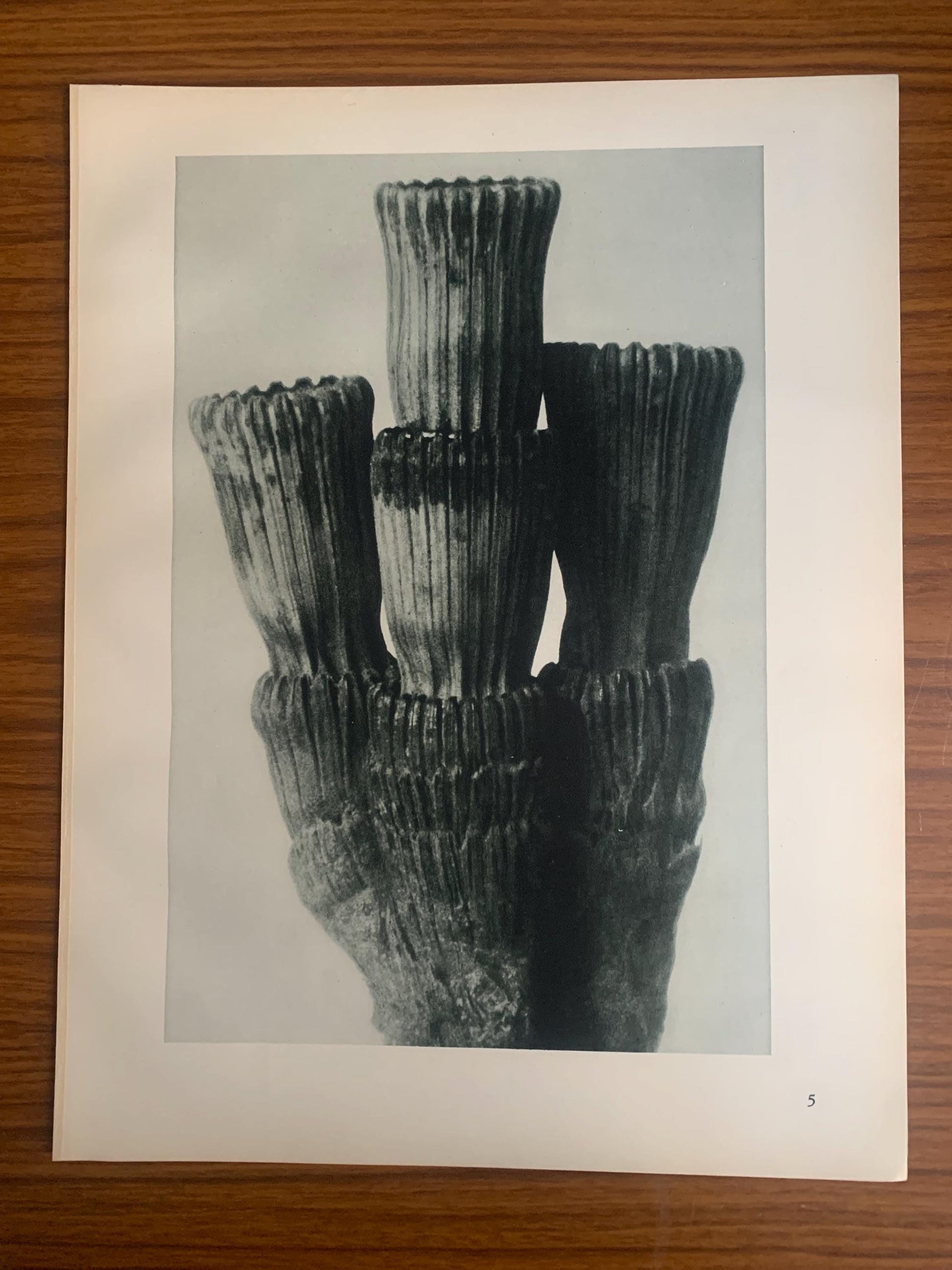 1929 Karl Blossfeldt Print - ROUGH HORSETAIL - Abstract Photogravure - Plant Tree - Botanical Wall Art - 9.5 x 12 Inch