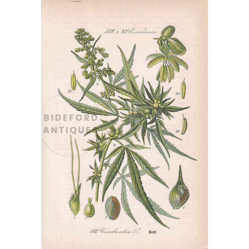 Rare! 1886 CANNABIS SATIVA Print - Botanical Print - Marijuana Illustration - Weed Wall Art - Antique Weed Print - 5.6 x 8.75 Inches