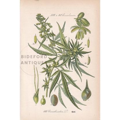 Rare! 1886 CANNABIS SATIVA Print - Botanical Print - Marijuana Illustration - Weed Wall Art - Antique Weed Print - 5.6 x 8.75 Inches