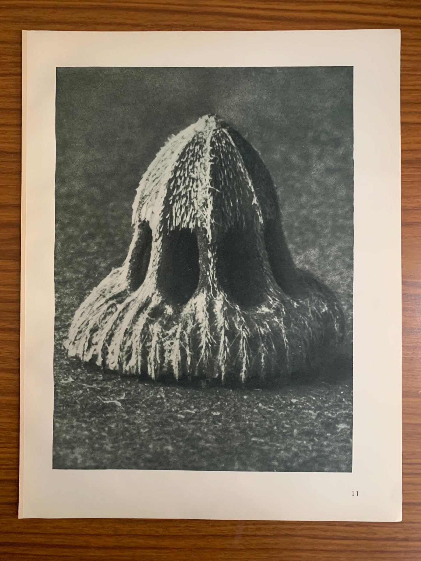 1929 Karl Blossfeldt Print - SEED OF SCABIOUS - Abstract Photogravure - Plant Tree - Botanical Wall Art - 9.5 x 12 Inch