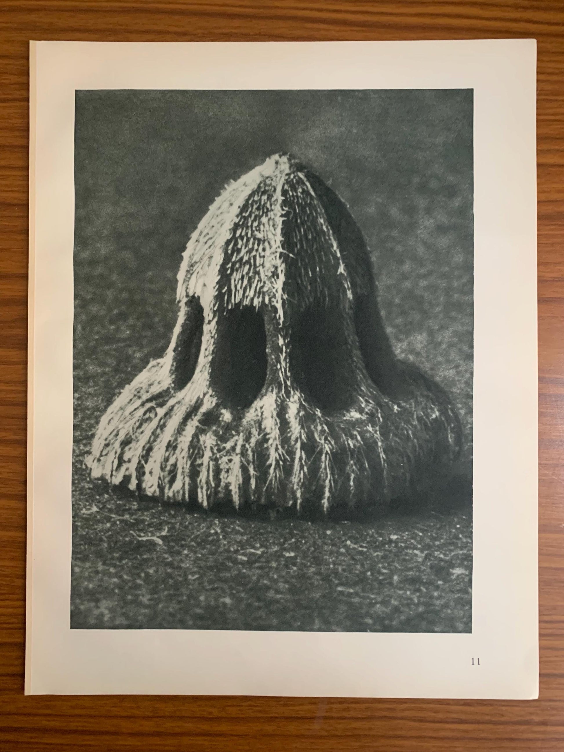 1929 Karl Blossfeldt Print - SEED OF SCABIOUS - Abstract Photogravure - Plant Tree - Botanical Wall Art - 9.5 x 12 Inch