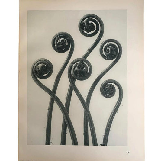 1929 Karl Blossfeldt Print - MAIDENHAIR FERN Plant Study - Abstract Photogravure - Plant Tree - Botanical Wall Art - 9.5 x 12 Inch
