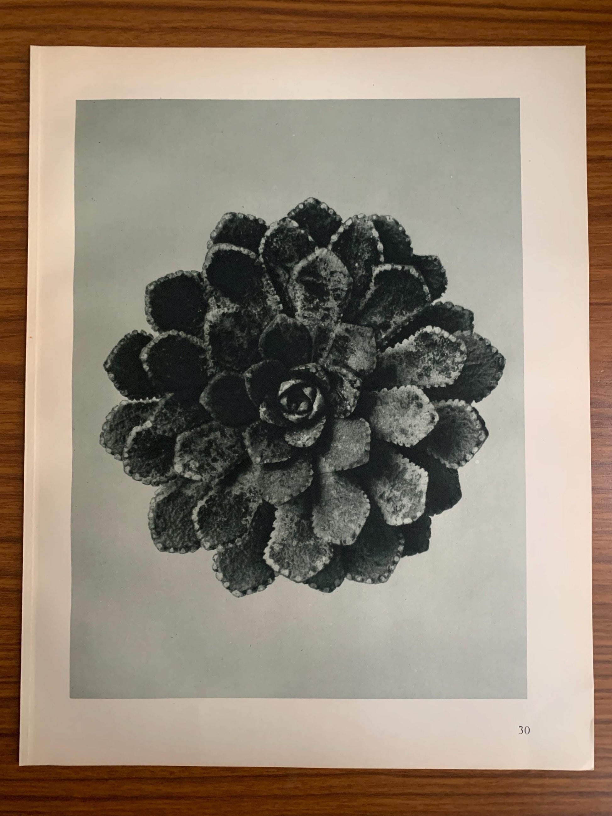 1929 Karl Blossfeldt Print - SAXIFRAGE, LEAF ROSETTE - Abstract Photogravure - Plant Tree - Botanical Wall Art - 9.5 x 12 Inch