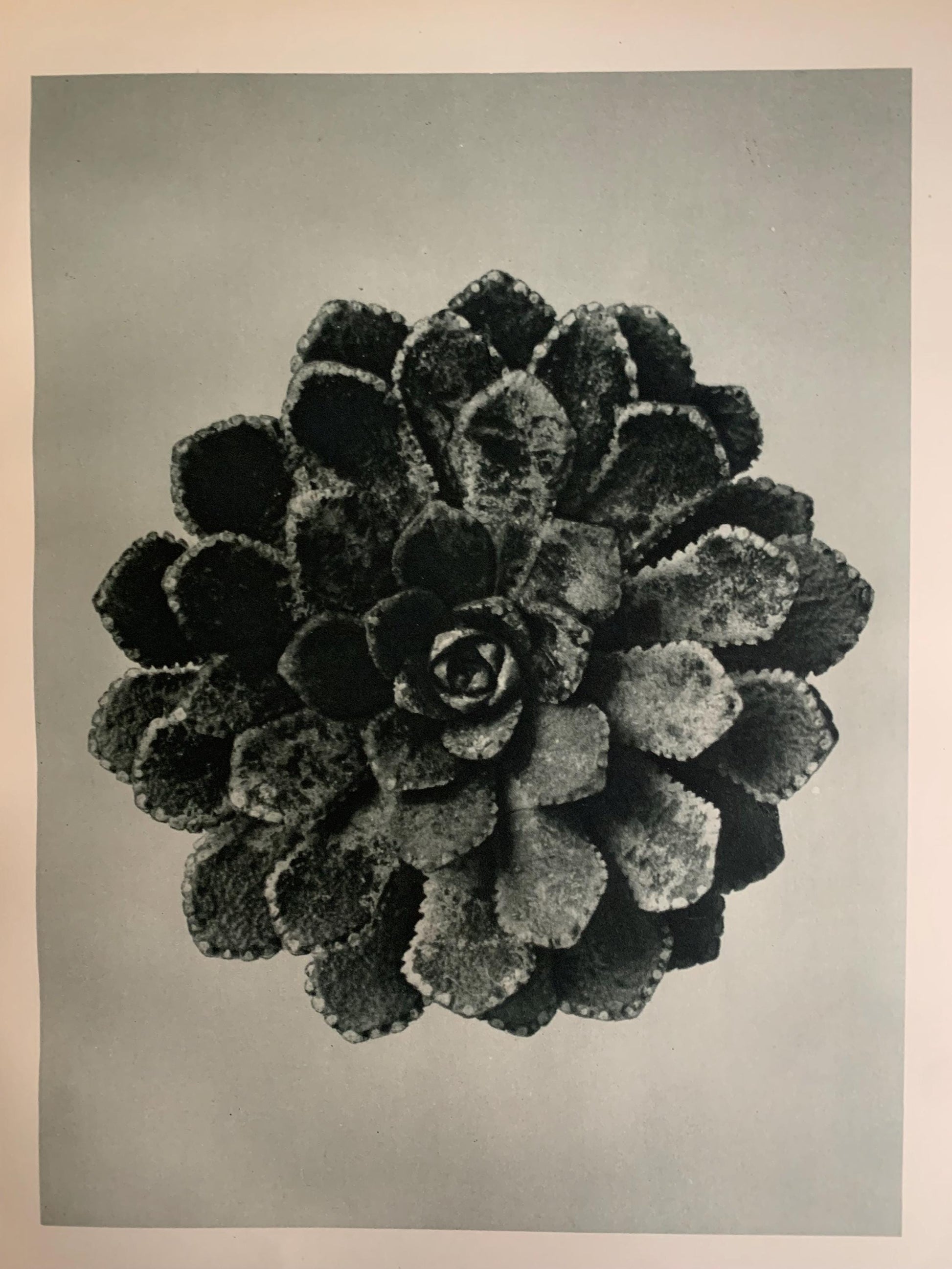 1929 Karl Blossfeldt Print - SAXIFRAGE, LEAF ROSETTE - Abstract Photogravure - Plant Tree - Botanical Wall Art - 9.5 x 12 Inch